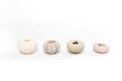 Sputnik Urchins With Tillandsia Air Plants -Air Plant World Tillandsia Air Plant Sea Urchin 103 e26ae8fb 3b2a 4d17 8a07 ef7cc9d64116