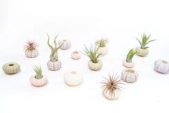 Purple Urchin With Tillandsia Air Plant - Set Of 3, 6 Or 9 -Air Plant World Tillandsia Air Plant Sea Urchin 104 dd81e965 c74a 40dc 9d17 15b2e8c42591