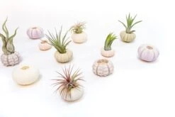 Collection Of 3 Unique Urchins With Tillandsia Air Plants -Air Plant World Tillandsia Air Plant Sea Urchin 105