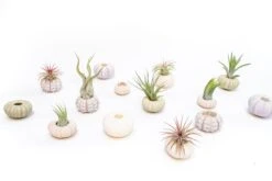 Green Urchin With Tillandsia Air Plant -Air Plant World Tillandsia Air Plant Sea Urchin 1 519000ae c94e 468a 8748 a83e2b793abe