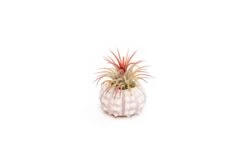 Collection Of 3 Unique Urchins With Tillandsia Air Plants -Air Plant World Tillandsia Air Plant Sea Urchin 93