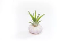 Collection Of 3 Unique Urchins With Tillandsia Air Plants -Air Plant World Tillandsia Air Plant Sea Urchin 95