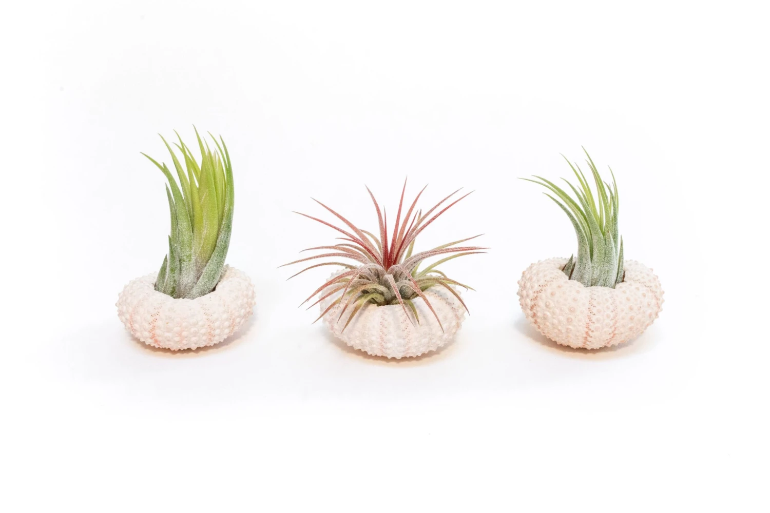 Gift Wrapped Pink Urchins With Tillandsia Air Plants 2 Gift Wrapped Pink Urchins With Tillandsia Air Plants - Image 2