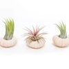 Pink Urchins With Tillandsia Air Plants - Set Of 3