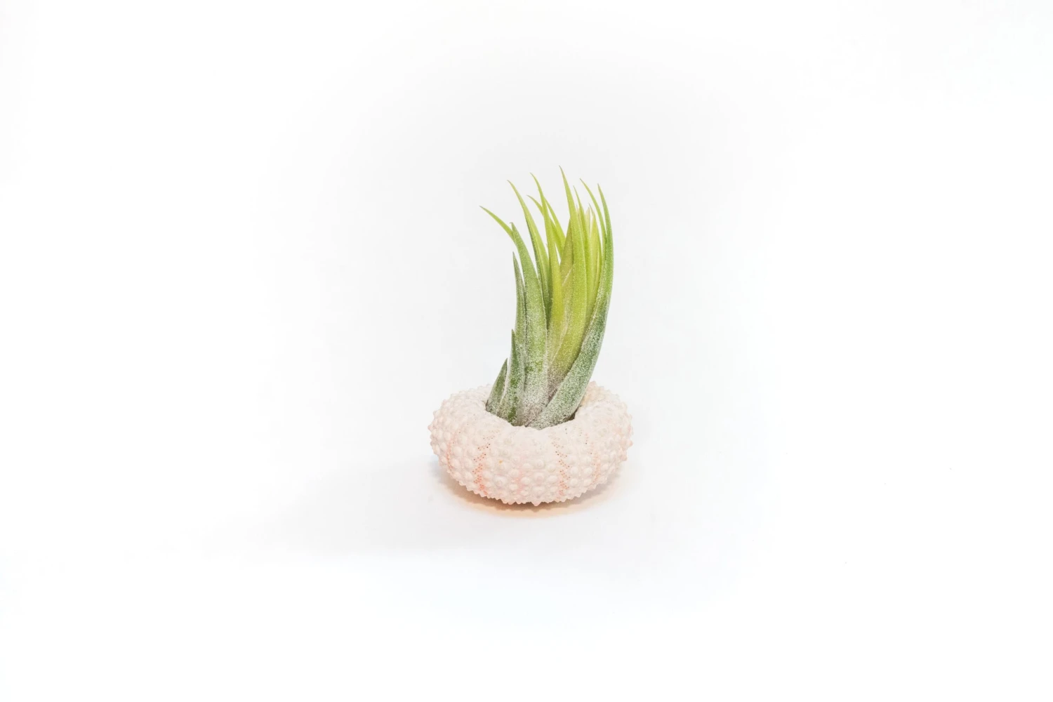 Gift Wrapped Pink Urchins With Tillandsia Air Plants 3 Gift Wrapped Pink Urchins With Tillandsia Air Plants - Image 3