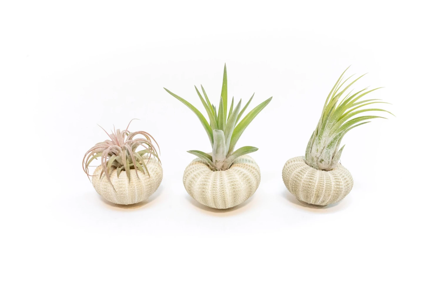 Green Urchins With Tillandsia Air Plants - Set Of 3, 6 Or 9 2 Green Urchins With Tillandsia Air Plants - Set Of 3, 6 Or 9 - Image 2