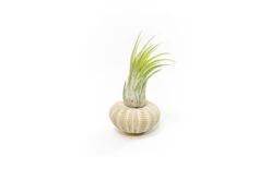 Green Urchins With Tillandsia Air Plants - Set Of 3, 6 Or 9 10 Green Urchins With Tillandsia Air Plants - Set Of 3, 6 Or 9 -Air Plant World Tillandsia Air Plant Sea Urchin 99 1538f03c f975 4f98 9a09 53a1bae97696