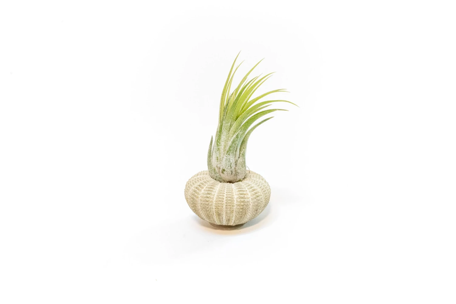 Green Urchins With Tillandsia Air Plants - Set Of 3, 6 Or 9 4 Green Urchins With Tillandsia Air Plants - Set Of 3, 6 Or 9 - Image 4