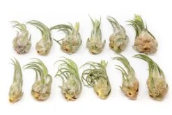 Large Tillandsia Seleriana Air Plants / 6-8 Inch Plants -Air Plant World Tillandsia Air Plant Seleriana 1 e0e1cb64 8fac 4d8f a21f 09ea4d29c7c5