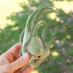 SALE - Tillandsia Seleriana Air Plants - Set Of 5 Or 10 - 50% Off -Air Plant World Tillandsia Air Plant Seleriana ada5f01f 9821 42c1 a38f 3a1b7caf44df