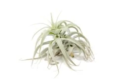 Tillandsia Cacticola Long Form Silver Air Plants -Air Plant World Tillandsia Air Plant Small Cacticola 1