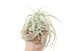 Tillandsia Cacticola Long Form Silver Air Plants -Air Plant World Tillandsia Air Plant Small Cacticola 2