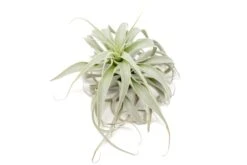 Tillandsia Cacticola Long Form Silver Air Plants -Air Plant World Tillandsia Air Plant Small Cacticola 3