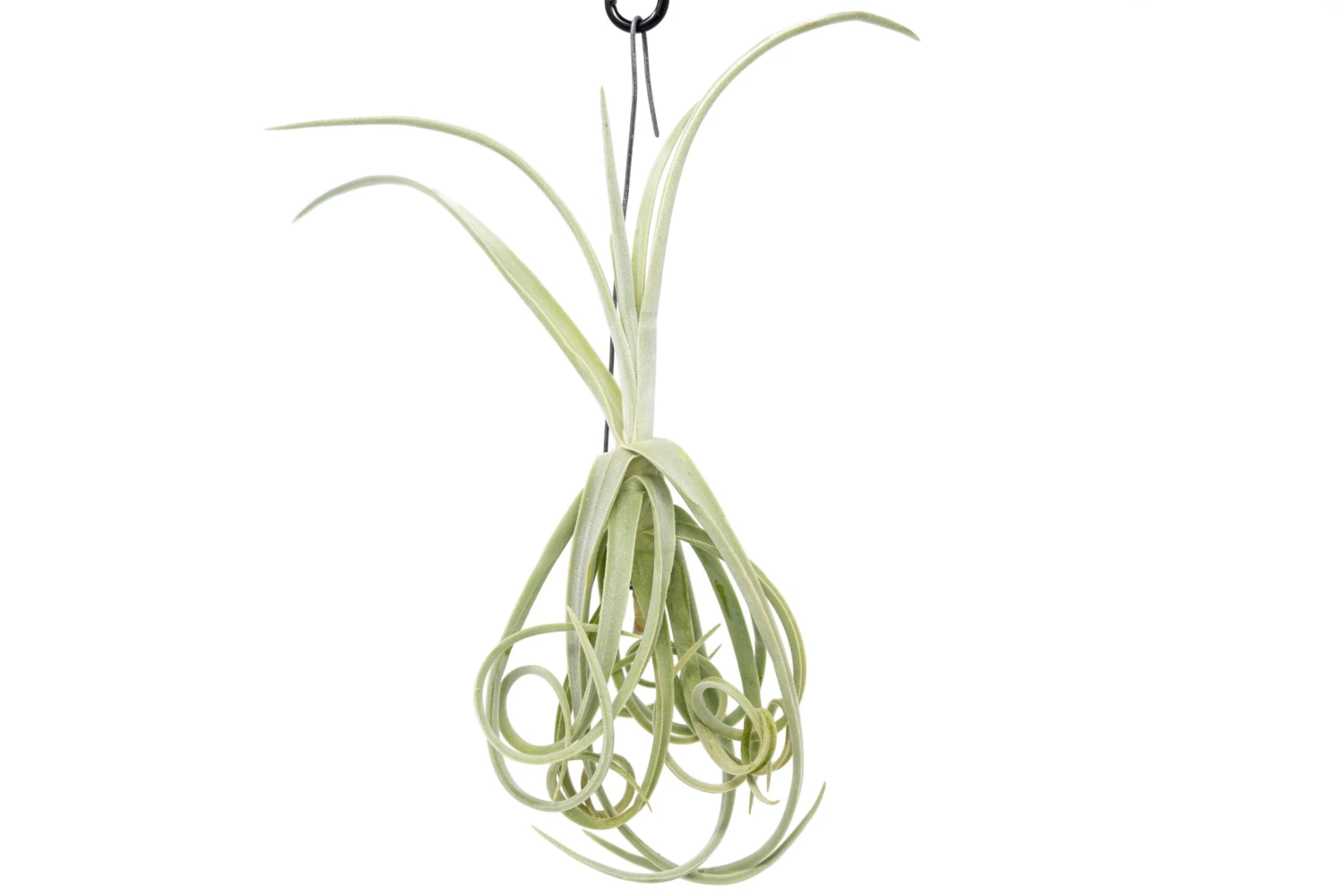 Tillandsia Duratii - Multiple Sizes - Limited Quantities 2 Tillandsia Duratii - Multiple Sizes - Limited Quantities - Image 2