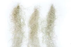 Guatemala Gray Spanish Moss - Tillandsia Usneoides - 1 To 2.5 Foot Strands -Air Plant World Tillandsia Air Plant Spanish Moss 2