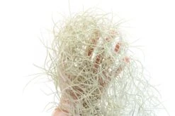 Guatemala Gray Spanish Moss - Tillandsia Usneoides - 1 To 2.5 Foot Strands -Air Plant World Tillandsia Air Plant Spanish Moss 5
