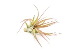 Collector's Choice Collection Of Tillandsia Air Plants -Air Plant World Tillandsia Air Plant Sparkler 1 1