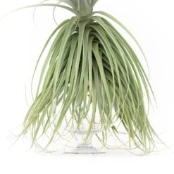 Huge Tillandsia Straminea 'Thick Leaf' - Specimen Plants - Limited Quantities 10 Huge Tillandsia Straminea 'Thick Leaf' - Specimen Plants - Limited Quantities -Air Plant World Tillandsia Air Plant Straminea