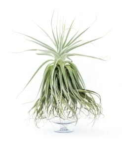 Huge Tillandsia Straminea 'Thick Leaf' - Specimen Plants - Limited Quantities 11 Huge Tillandsia Straminea 'Thick Leaf' - Specimen Plants - Limited Quantities -Air Plant World Tillandsia Air Plant Straminea 14