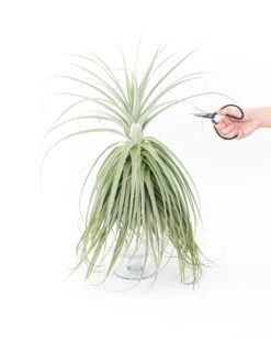 Huge Tillandsia Straminea 'Thick Leaf' - Specimen Plants - Limited Quantities 15 Huge Tillandsia Straminea 'Thick Leaf' - Specimen Plants - Limited Quantities -Air Plant World Tillandsia Air Plant Straminea 2