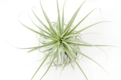 Huge Tillandsia Straminea 'Thick Leaf' - Specimen Plants - Limited Quantities 12 Huge Tillandsia Straminea 'Thick Leaf' - Specimen Plants - Limited Quantities -Air Plant World Tillandsia Air Plant Straminea 5