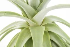 Huge Tillandsia Straminea 'Thick Leaf' - Specimen Plants - Limited Quantities 13 Huge Tillandsia Straminea 'Thick Leaf' - Specimen Plants - Limited Quantities -Air Plant World Tillandsia Air Plant Straminea 7