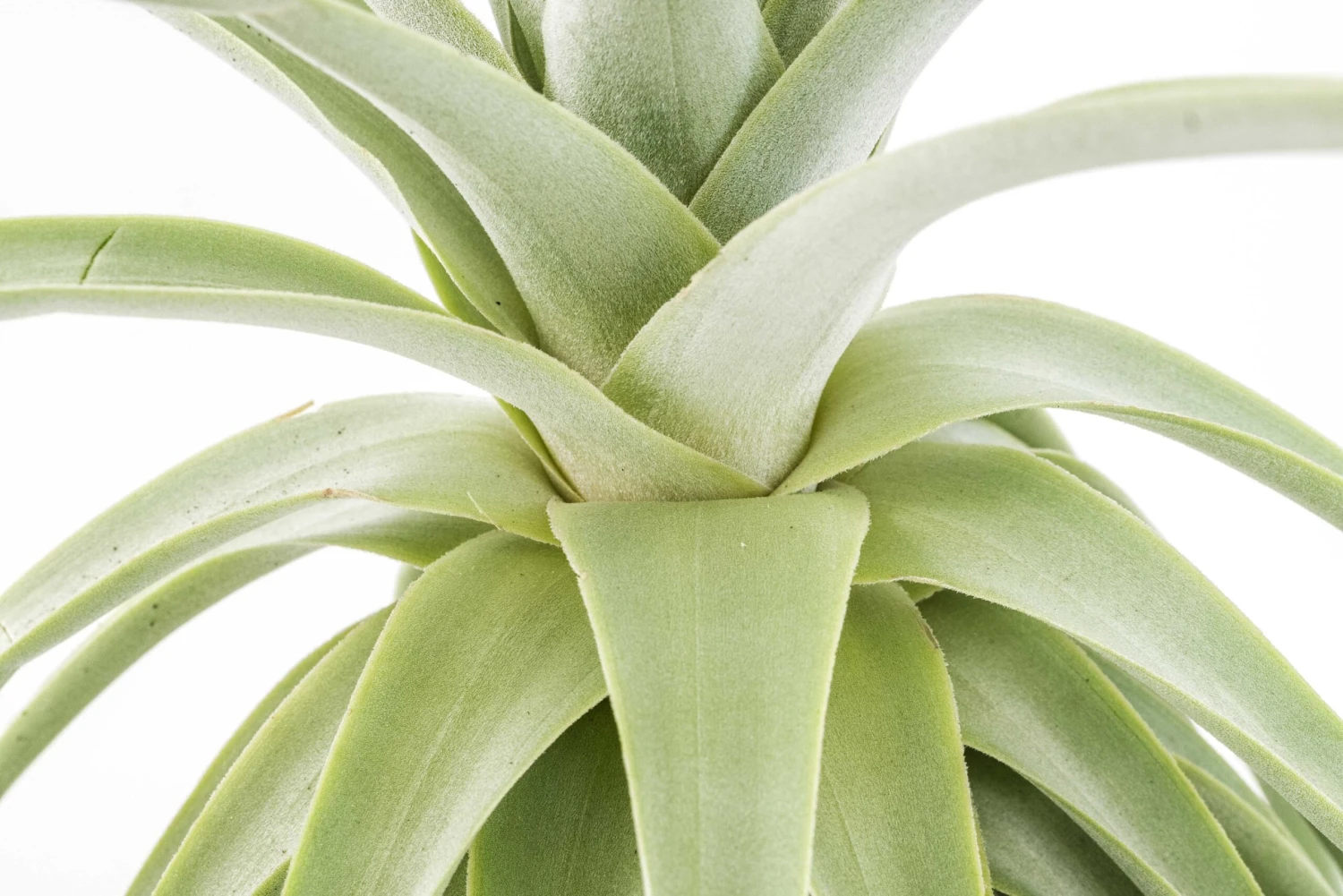 Huge Tillandsia Straminea 'Thick Leaf' - Specimen Plants - Limited Quantities 6 Huge Tillandsia Straminea 'Thick Leaf' - Specimen Plants - Limited Quantities - Image 6