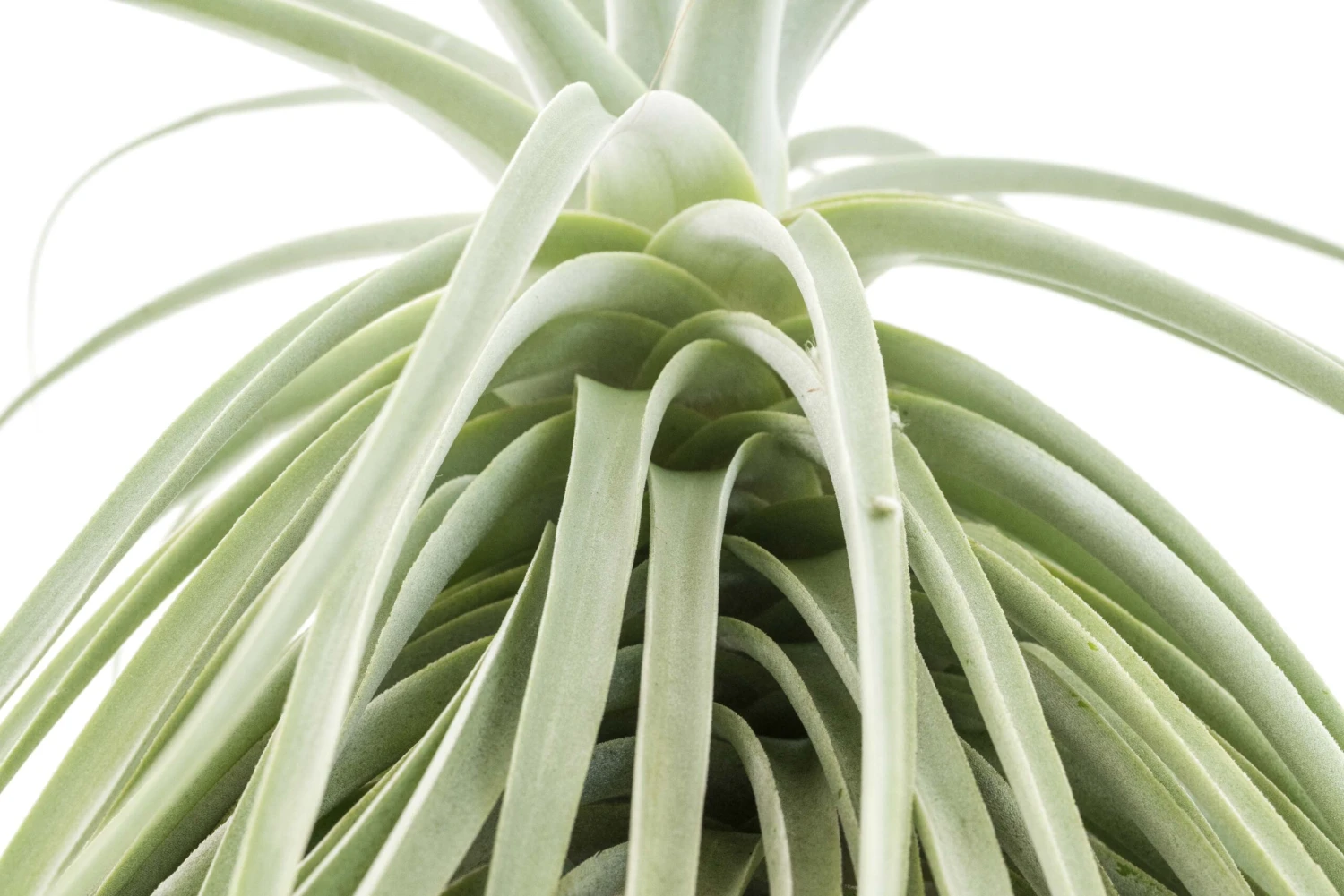 Huge Tillandsia Straminea 'Thick Leaf' - Specimen Plants - Limited Quantities 7 Huge Tillandsia Straminea 'Thick Leaf' - Specimen Plants - Limited Quantities - Image 7