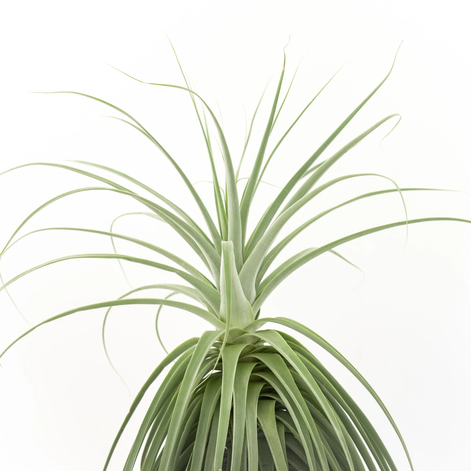 Huge Tillandsia Straminea 'Thick Leaf' - Specimen Plants - Limited Quantities 2 Huge Tillandsia Straminea 'Thick Leaf' - Specimen Plants - Limited Quantities - Image 2