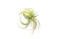Tillandsia Streptophylla Hybrid 'Eric Knoblock' Air Plants -Air Plant World Tillandsia Air Plant Streptophylla Hybrid 2