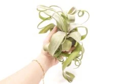 Tillandsia Streptophylla Air Plants - Multiple Sizes 14 Tillandsia Streptophylla Air Plants - Multiple Sizes -Air Plant World Tillandsia Air Plant Streptophylla Pure 2 8e2cce07 031d 4cdf 8c21 7cdf961842a3