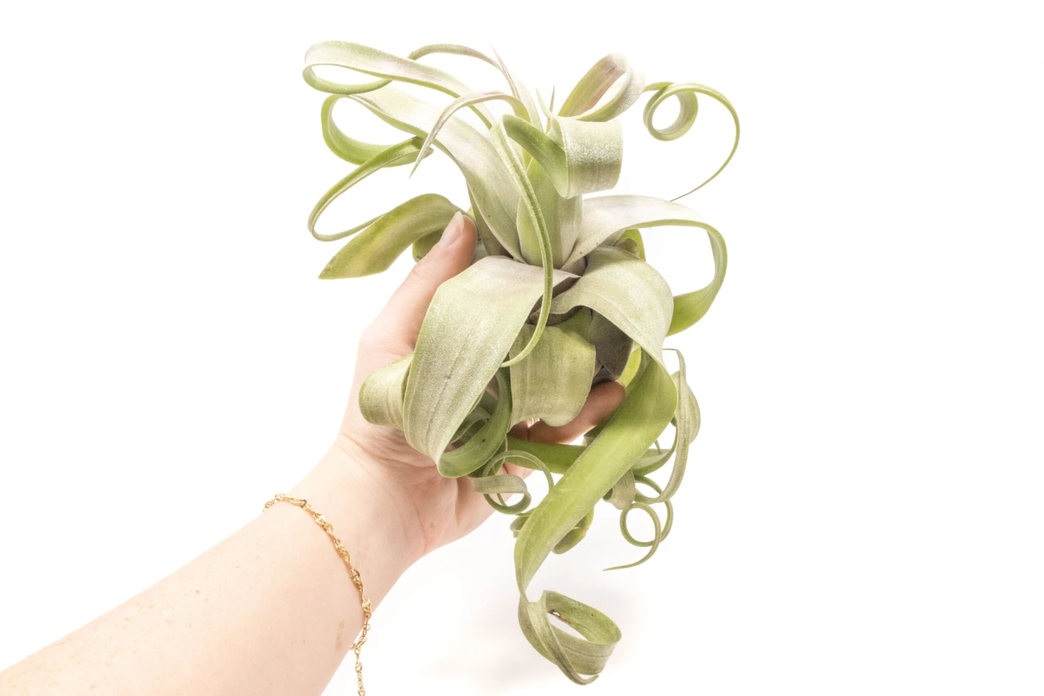 Tillandsia Streptophylla Air Plants - Multiple Sizes 4 Tillandsia Streptophylla Air Plants - Multiple Sizes - Image 4