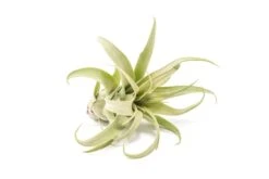 SALE - Tillandsia Streptophylla Air Plants - Set Of 3 Or 6 - 30% Off -Air Plant World Tillandsia Air Plant Streptophylla Pure 3 4f8ccff9 0ac1 4f08 acdb 48e720936655