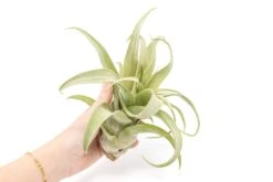SALE - Tillandsia Streptophylla Air Plants - Set Of 3 Or 6 - 30% Off -Air Plant World Tillandsia Air Plant Streptophylla Pure 4 b3bd2541 eb1b 47b8 9296 0fabe2ff638b