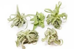 SALE - Tillandsia Streptophylla Air Plants - Set Of 3 Or 6 - 30% Off