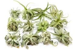 SALE - Tillandsia Streptophylla Air Plants - Set Of 3 Or 6 - 30% Off -Air Plant World Tillandsia Air Plant Streptophylla Pure 6 1d3cc9e7 05cd 4a6a 8b09 b6dceaff3573