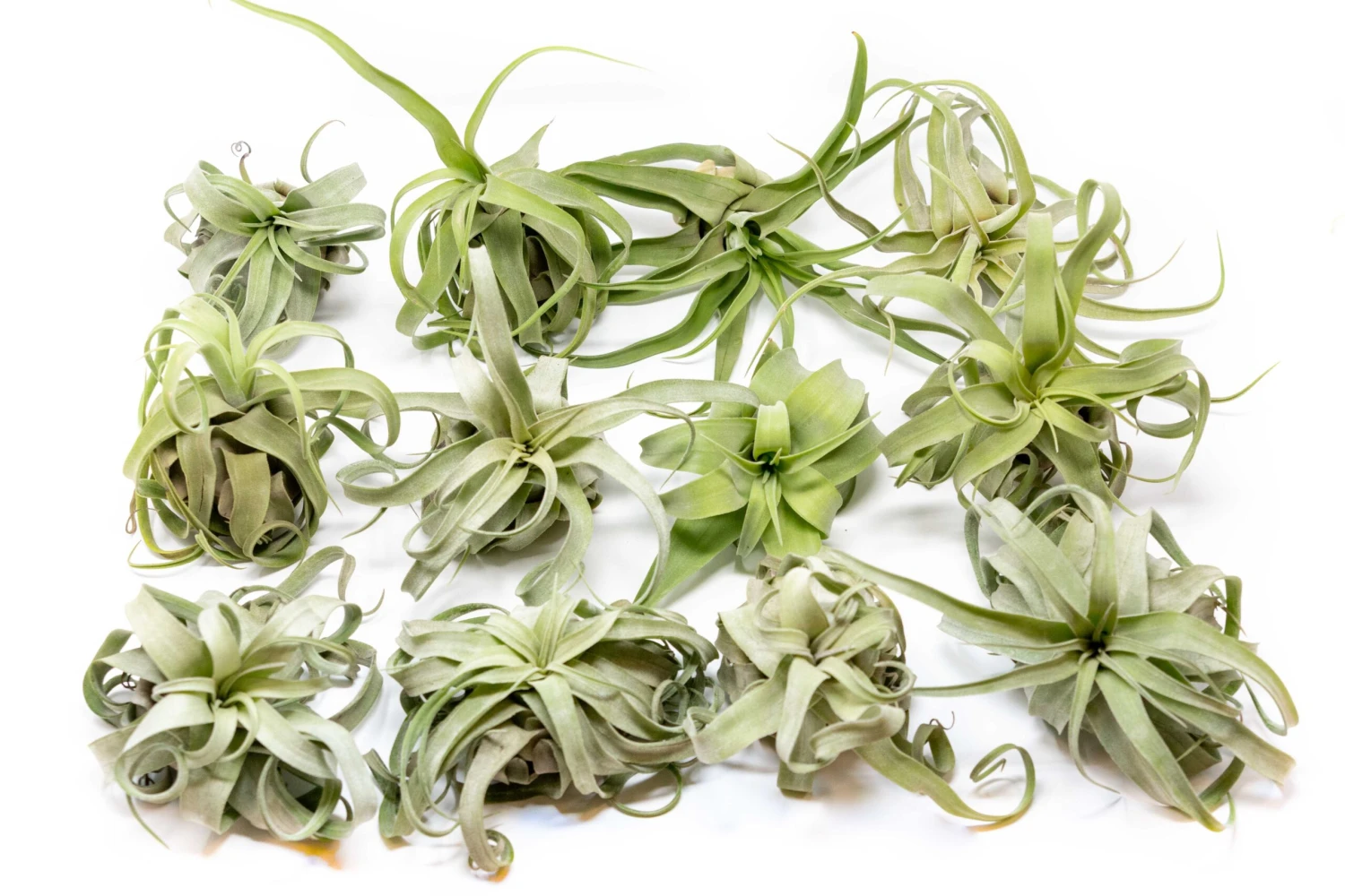 Tillandsia Streptophylla Air Plants - Multiple Sizes 11 Tillandsia Streptophylla Air Plants - Multiple Sizes - Image 11