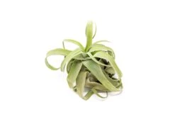SALE - Tillandsia Streptophylla Air Plants - Set Of 3 Or 6 - 30% Off -Air Plant World Tillandsia Air Plant Streptophylla Pure 7