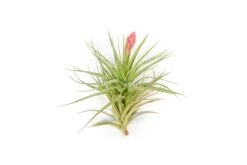 Collector's Choice Collection Of Tillandsia Air Plants -Air Plant World Tillandsia Air Plant Stricta85 2