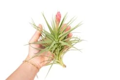 Blooming Available - Tillandsia Stricta Hybrid 'Magnificent' Air Plant -Air Plant World Tillandsia Air Plant Stricta85 3
