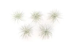 Small Tillandsia Tectorum Ecuador Air Plants / 1.25 Inch Plants -Air Plant World Tillandsia Air Plant Tectorum 1