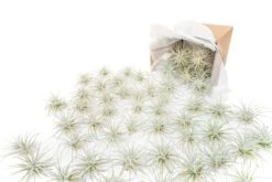 Small Tillandsia Tectorum Ecuador Air Plants / 1.25 Inch Plants -Air Plant World Tillandsia Air Plant Tectorum 15