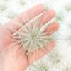 Small Tillandsia Tectorum Ecuador Air Plants / 1.25 Inch Plants