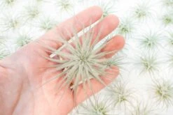 Small Tillandsia Tectorum Ecuador Air Plants / 1.25 Inch Plants