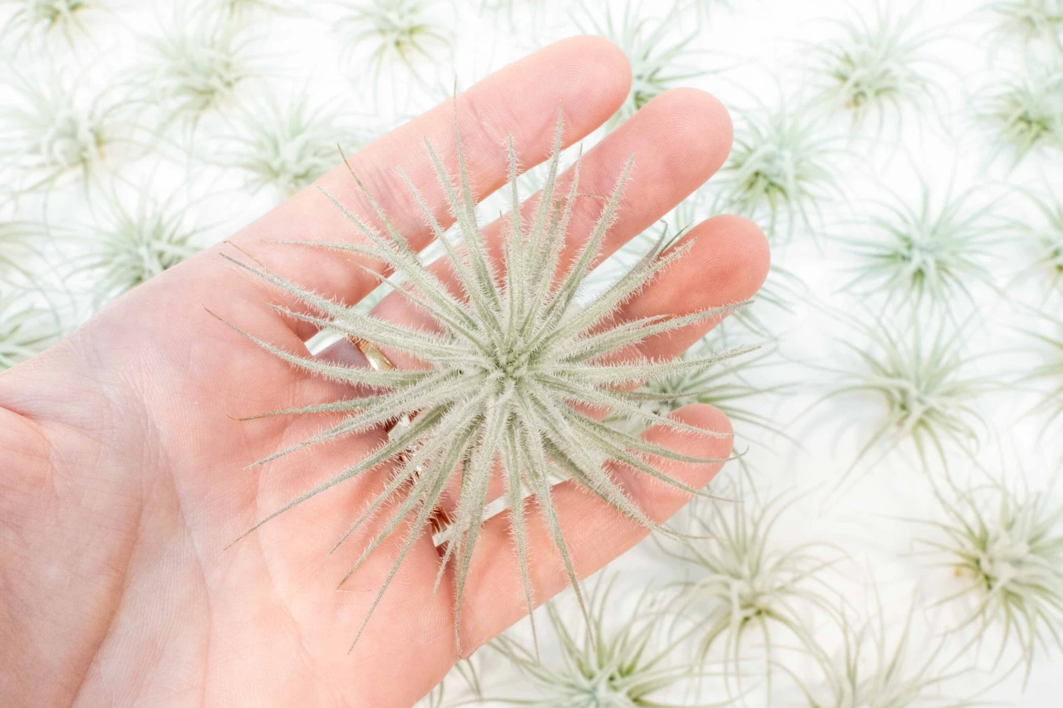 SALE - Tillandsia Tectorum Ecuador Air Plants - Set Of 3, 6 Or 9 - 25% Off 8 SALE - Tillandsia Tectorum Ecuador Air Plants - Set Of 3, 6 Or 9 - 25% Off - Image 8