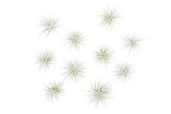 Small Tillandsia Tectorum Ecuador Air Plants / 1.25 Inch Plants -Air Plant World Tillandsia Air Plant Tectorum 5