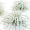 SALE - Tillandsia Tectorum Ecuador Air Plants - Set Of 3, 6 Or 9 - 25% Off