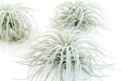 SALE - Tillandsia Tectorum Ecuador Air Plants - Set Of 3, 6 Or 9 - 25% Off