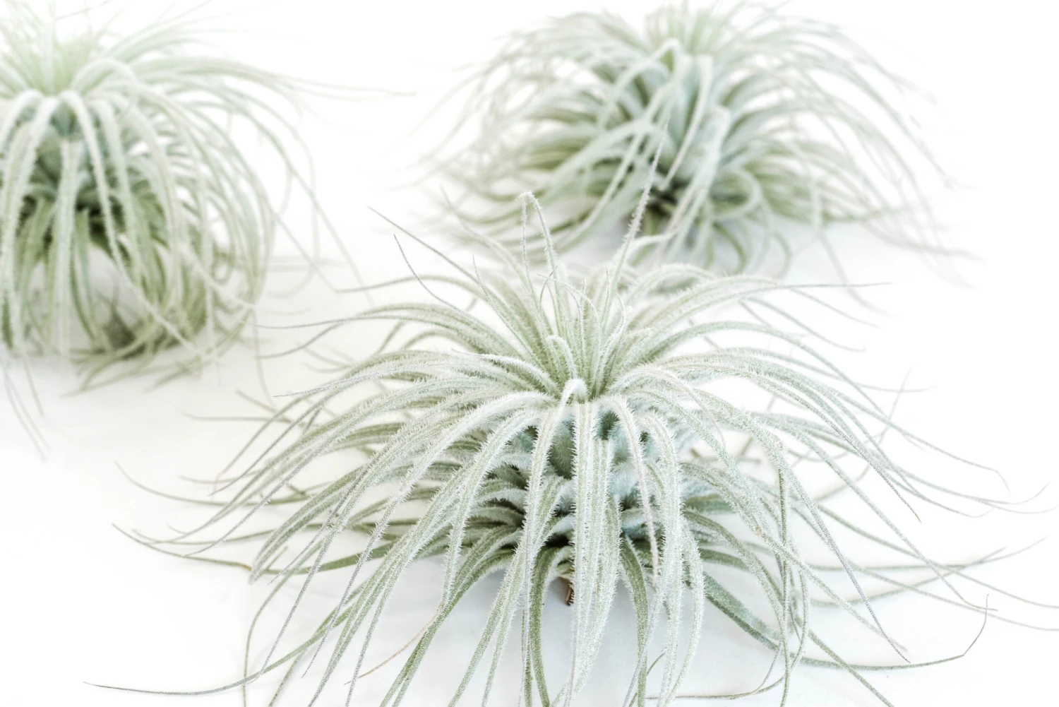 Tillandsia Tectorum Ecuador Air Plants 2 Tillandsia Tectorum Ecuador Air Plants - Image 2