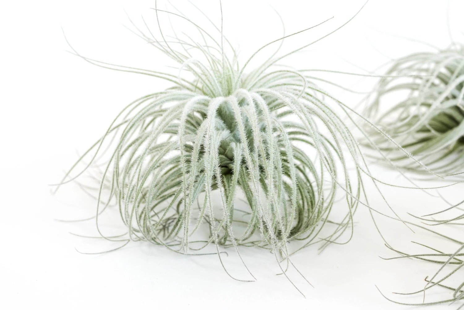SALE - Tillandsia Tectorum Ecuador Air Plants - Set Of 3, 6 Or 9 - 25% Off 3 SALE - Tillandsia Tectorum Ecuador Air Plants - Set Of 3, 6 Or 9 - 25% Off - Image 3